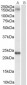 Goat Anti-GOLGA3 Antibody